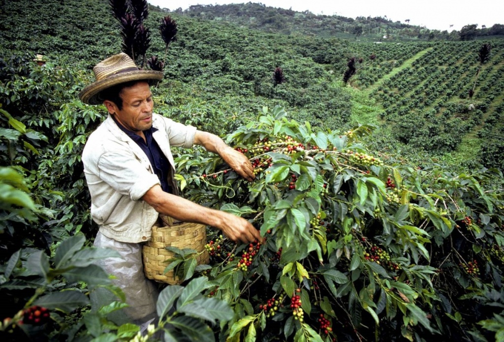 Сборщик кофе в Колумбии